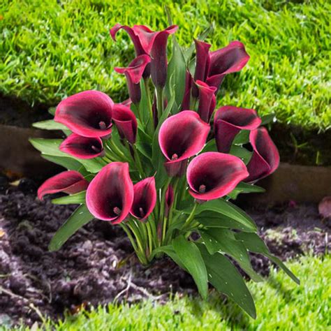 calla lily dior|calla lily bulbs bulk.